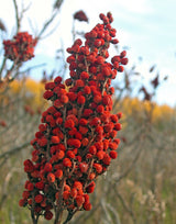 Seba Garden Premium Choice Turkish Ground Sumac Authentic Antep Spice | 500g